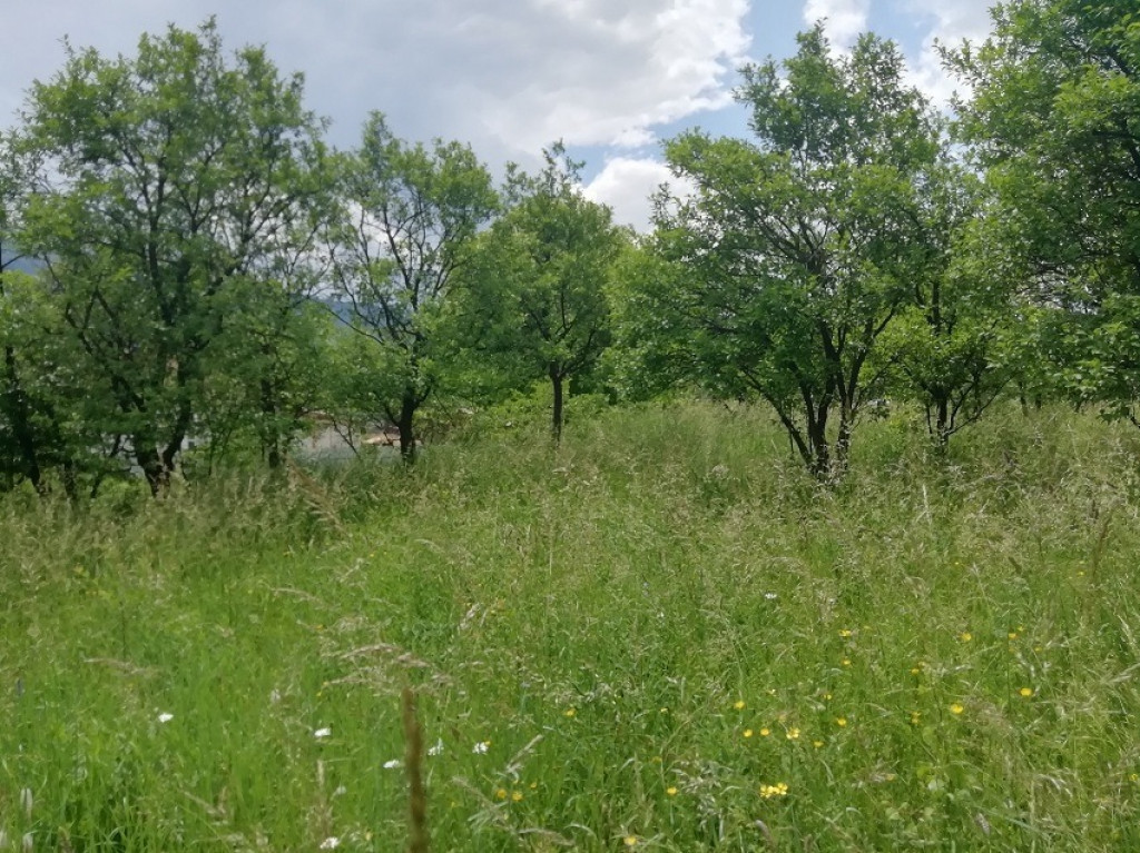 Teren intravilan Viisoara