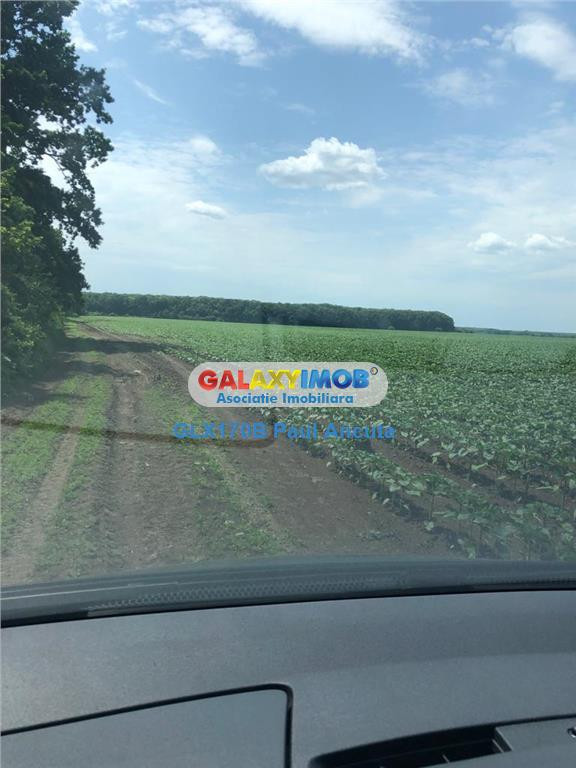 Teren Stefanesti Dascalu latura mare la Padure intravilan 35
