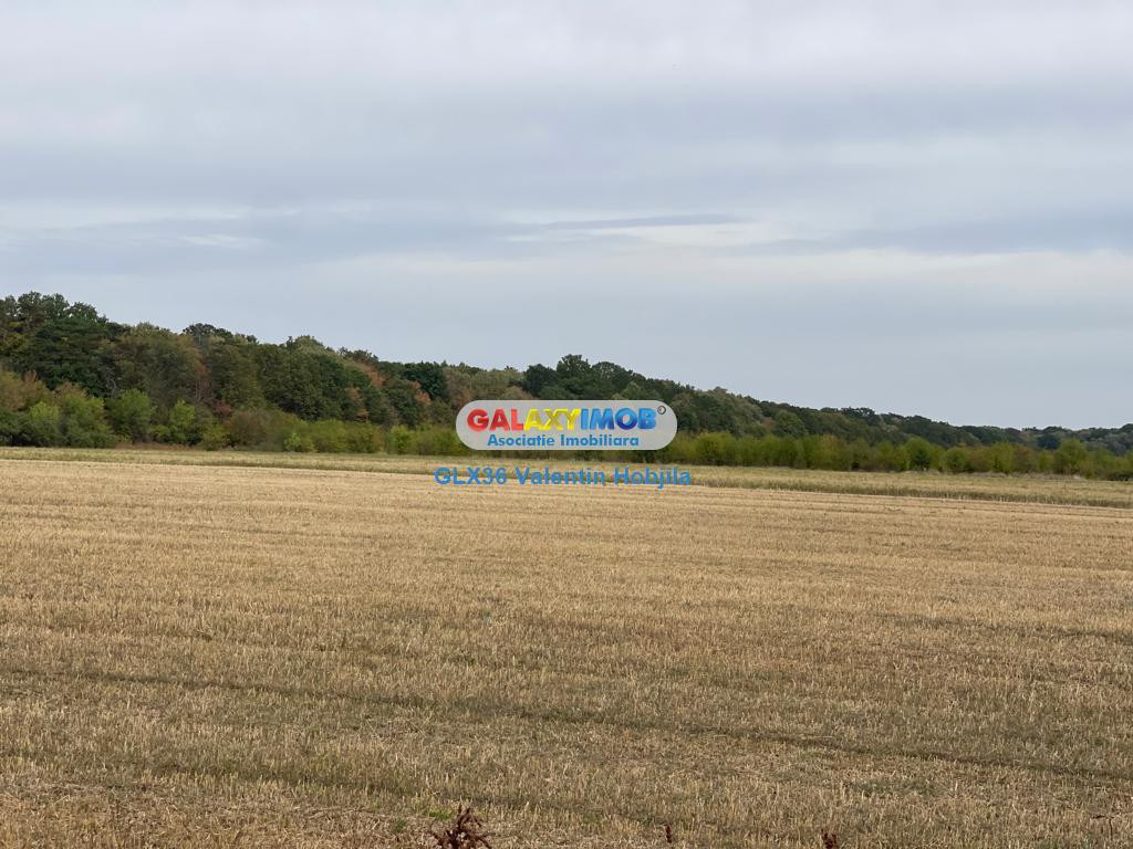 Teren 3300 mp Peris -deschidere padurea Scrovistea
