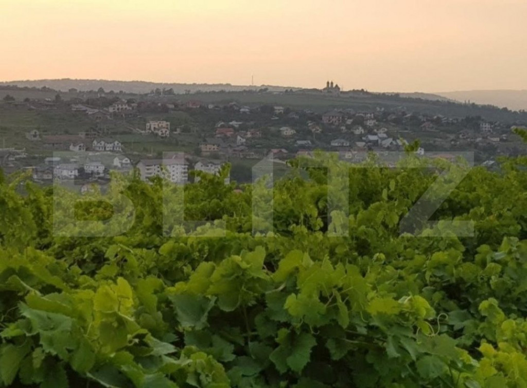 Teren intravilan, 1600mp, Vișan Iași