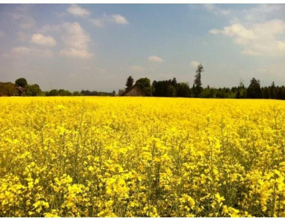 Teren 2700 mp, intravilan, Albota