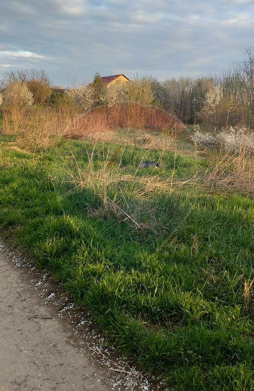 Teren Santaul Mare pentru construcții hale industriale