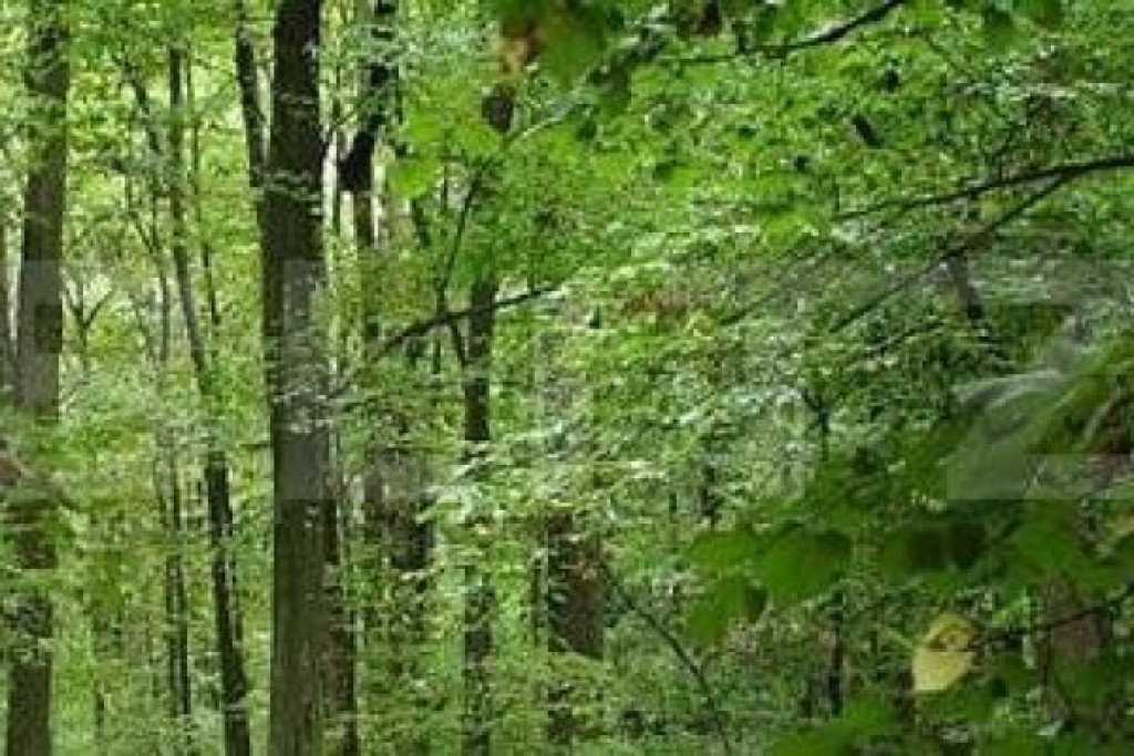 Teren cu pădure 346 mp ,zona Leamna de Jos