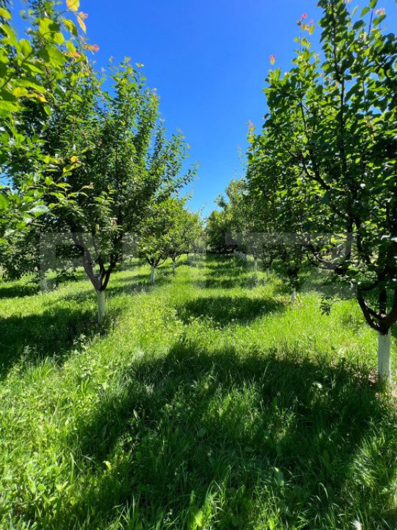 Teren extravilan , 2000mp , zona strada Careiului