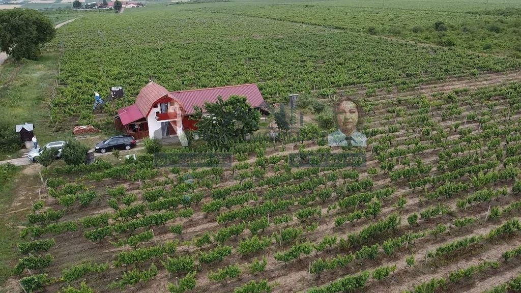 Podgorie în comuna Nicorești/Satul Fantani/județul Gal...