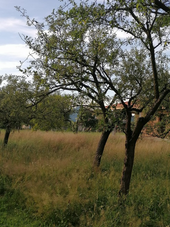 Satu Nou de Sus, 6 ari teren