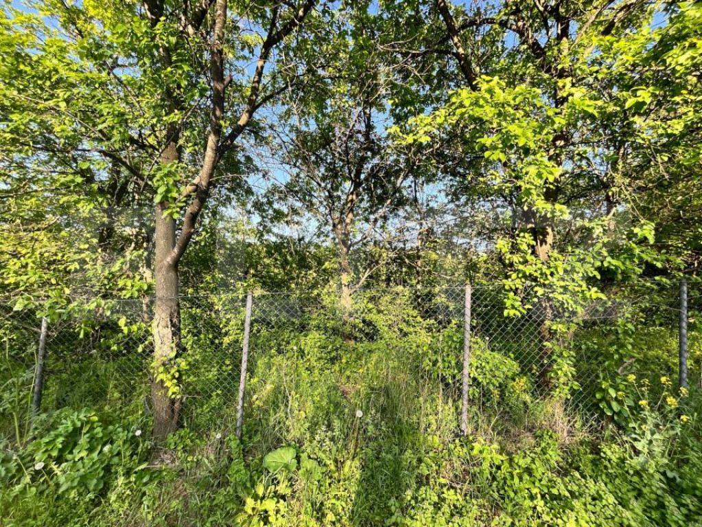 Teren intravilan ,cu vegetatie, 2700 mp, zona Siret