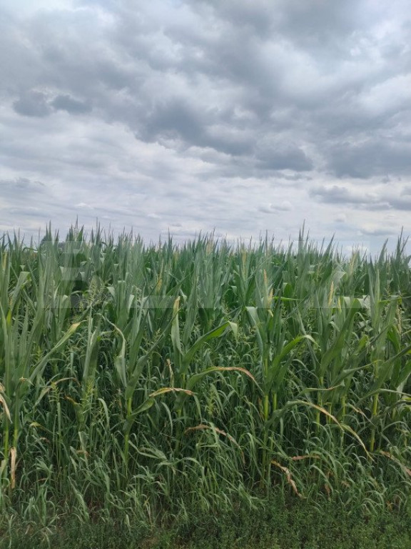 Teren extravilan, 5800 mp, zona Redi, Horodnicu de Sus