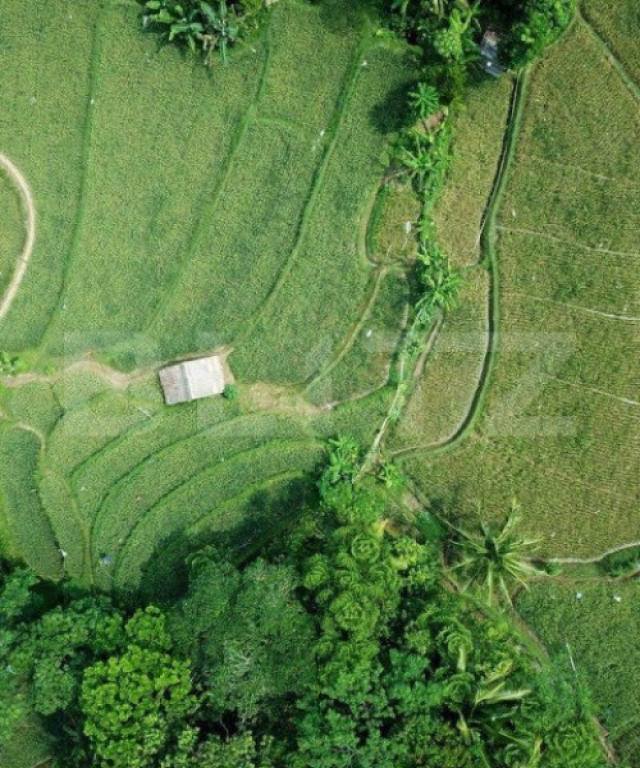 Exclusivitate, Teren Pischia 1,4 hectare