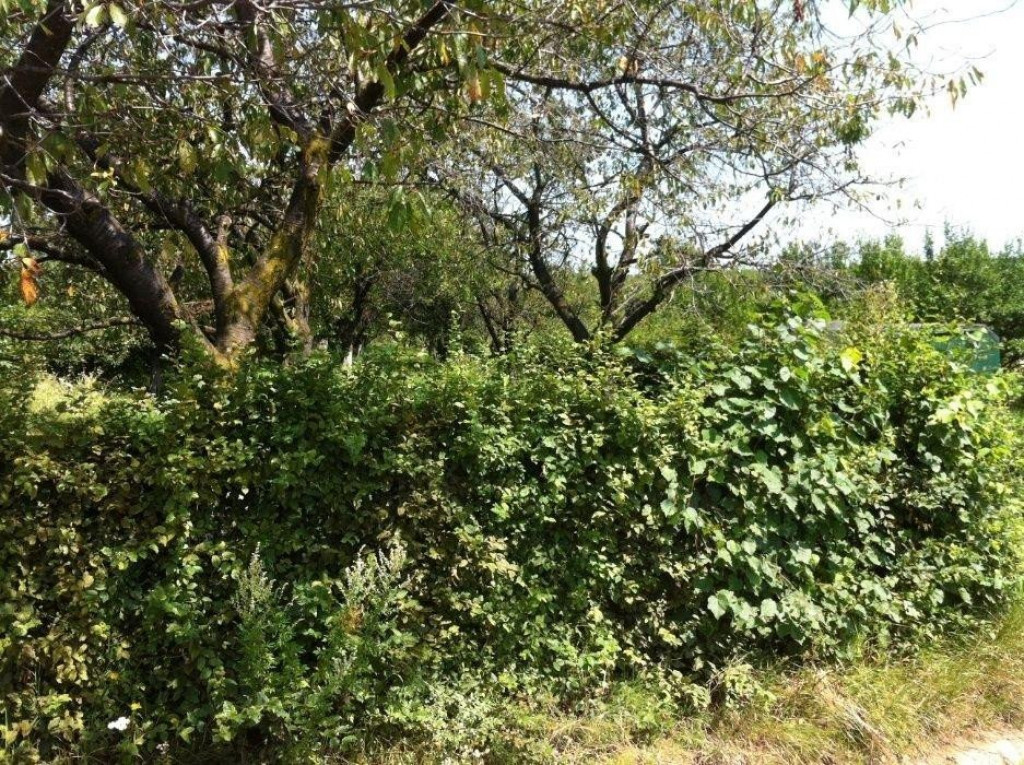 Teren extravilan de 3200 mp, Tropini!