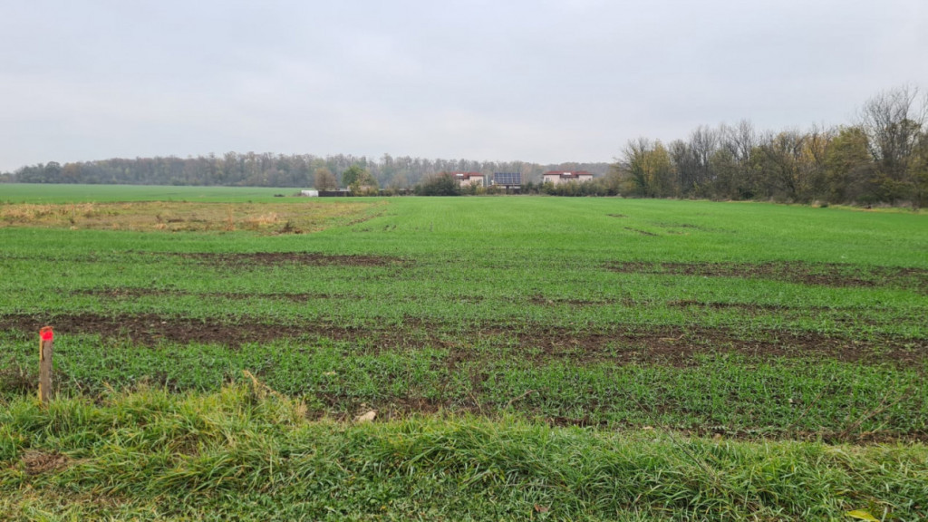 Teren Branesti -Romancierilor