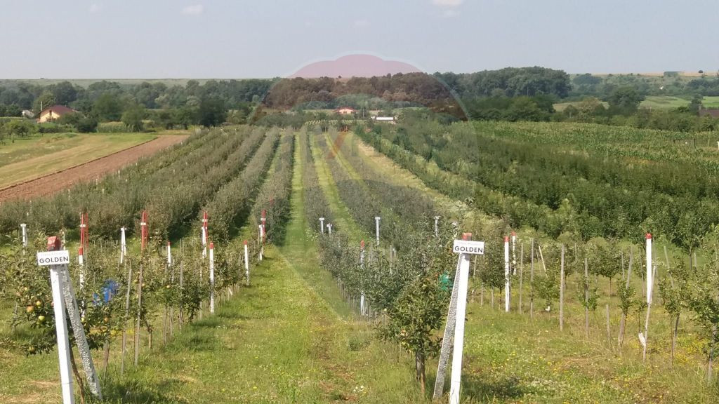 Vanzare teren Livada - Ferma Arges - Izbasesti / DN 142 l...