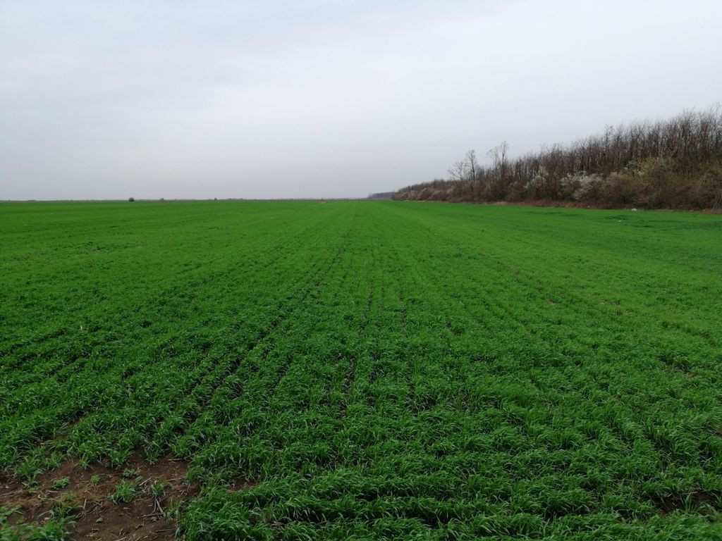 Teren extravilan localitatea Afumati