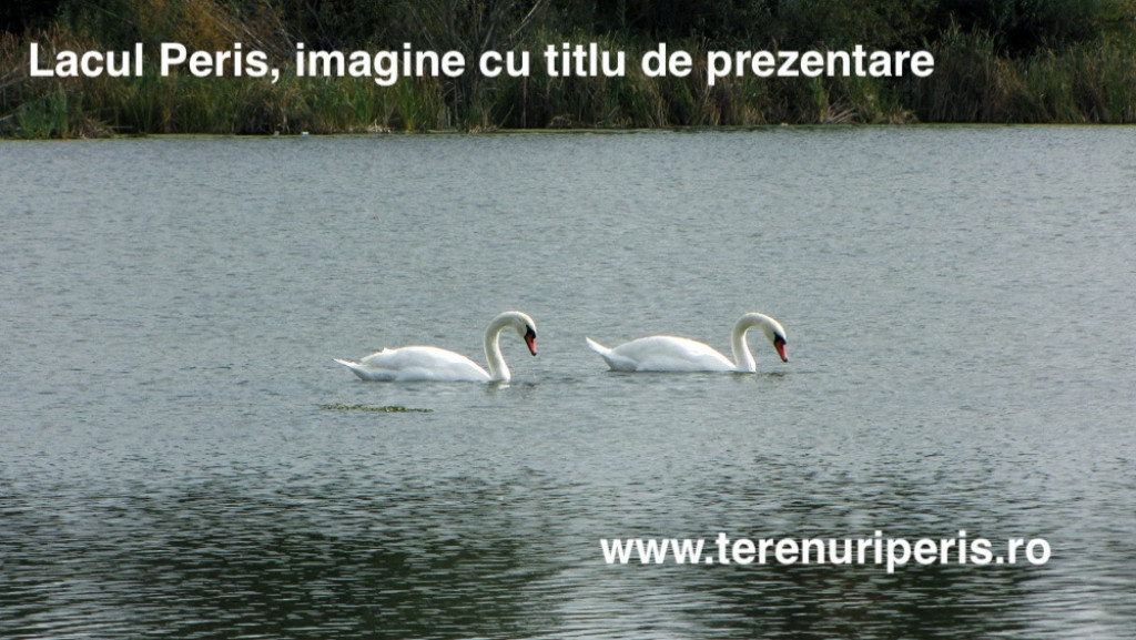 Teren Peris 500mp IN RATE 500 € teren langa Ciolpani, Izvorani