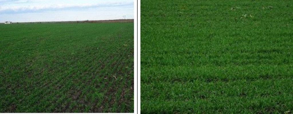 Teren extravilan Topraisar, ID: R2376828