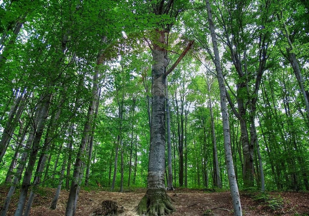 Padure 166 hectare Dumitresti Vrancea