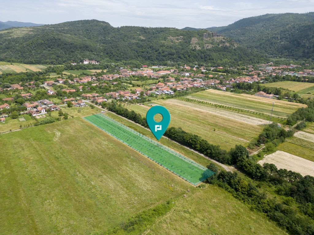 Livadă pe rod cu pomi fructiferi 4780mp la Dezna