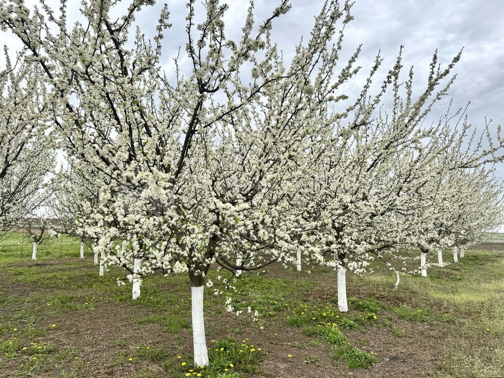 Livada+gradina, teren intravilan 2902mp, Damienesti-Bacau...