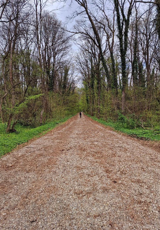 Teren intravilan 12.000mp - Padurea Baneasa