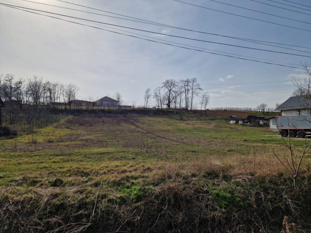 Teren - Roman -Trifesti