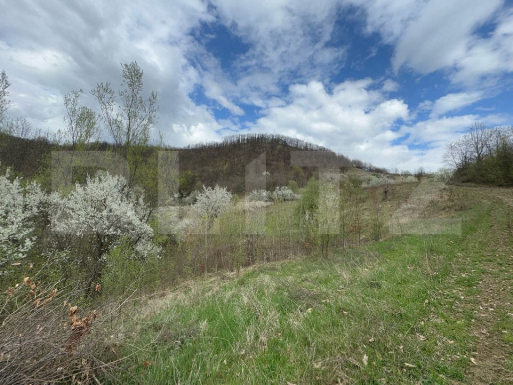 Vând 2 ha de teren cu Salcâm, Carmazanesti