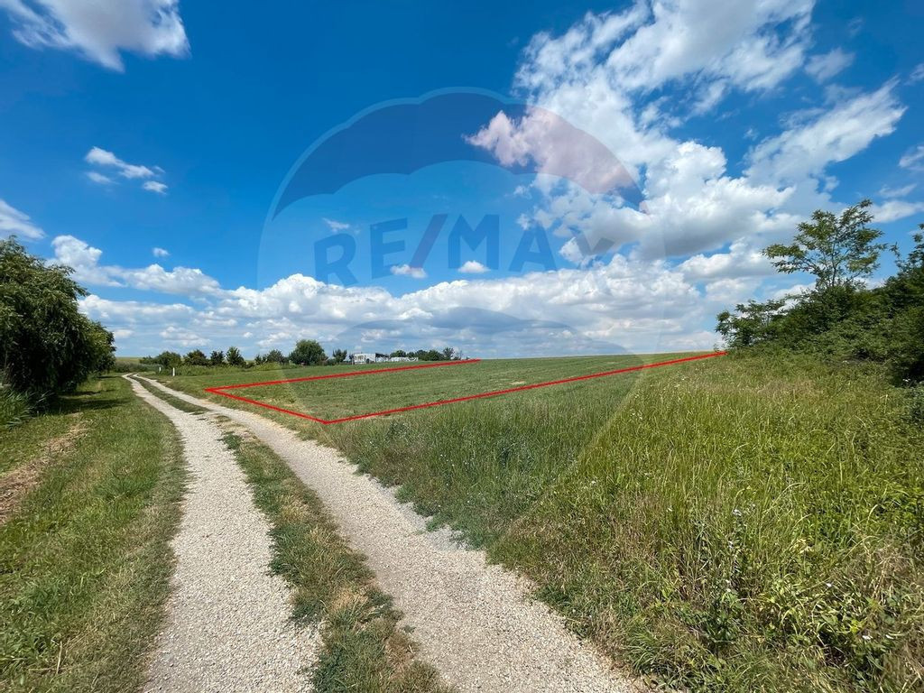 Teren 4300mp balta Pasarea, Frumusani | evenimente ballroom