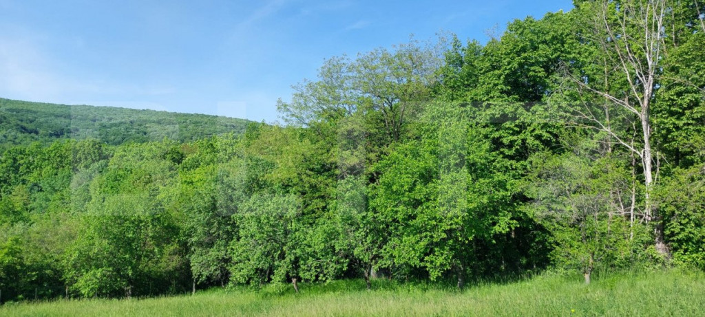 Teren intravilan 7000 mp, deschidere 35 mp,com Schitu-Duca