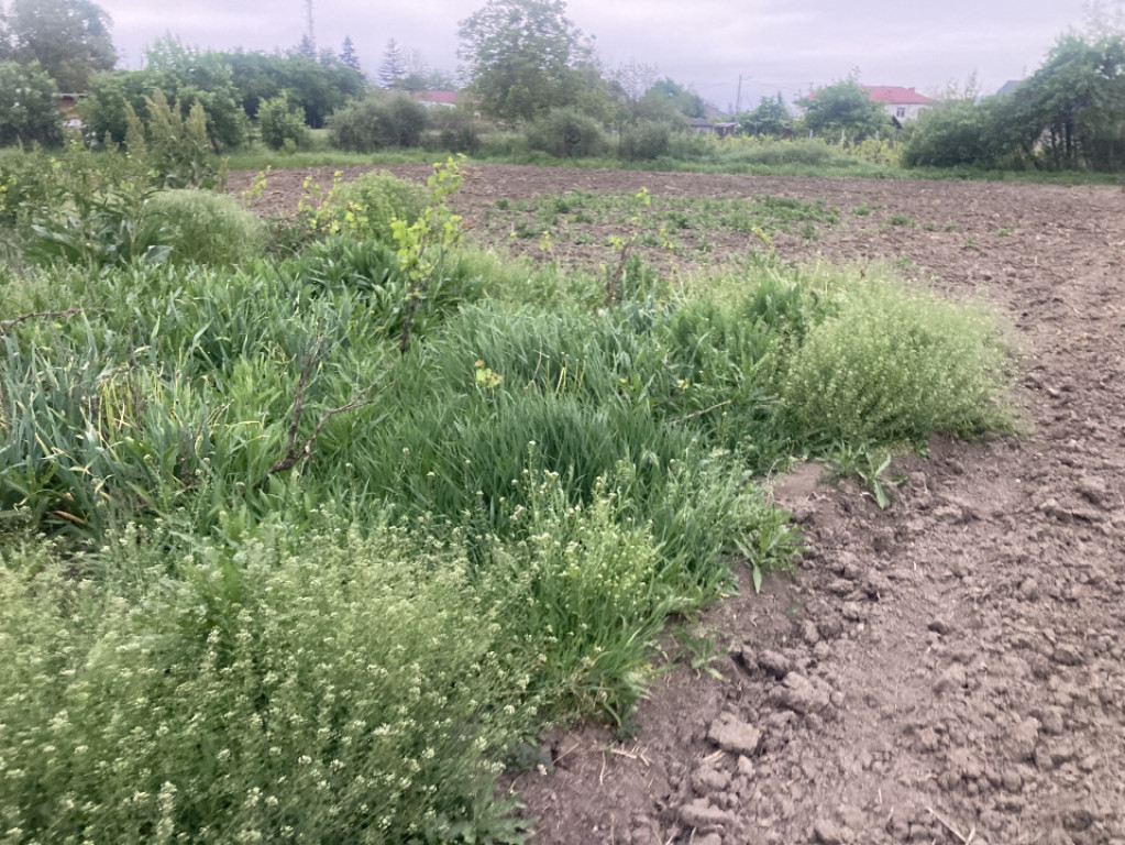 Teren intravilan 2686mp cu casa Tutora,asfalt, 75000euro!