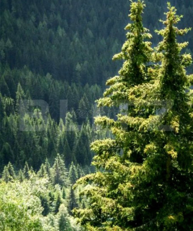 Padure Molid si Fag, de vanzare, 380 Ha, zona Gorj