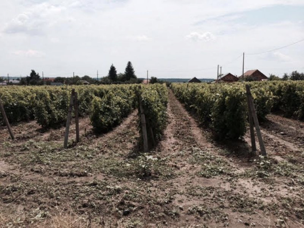 Teren de vanzre in Pitesti 53.000 mp + Conac Boieresc