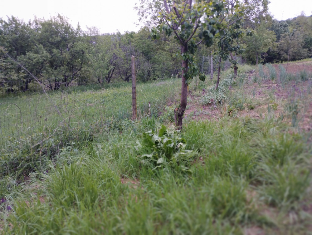 65000euro!!Bucium!Teren intravilan 1500mp,asfalt!