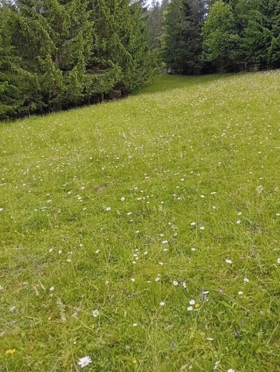 Teren sat Chiril, Jud.Suceava