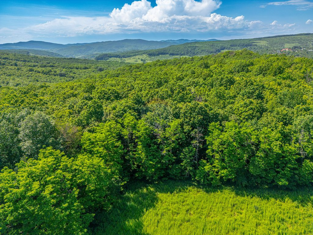 Pădure de vanzare – oportunitate de investiție