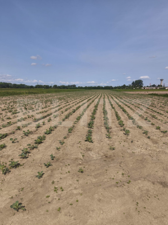 Teren extravilan, 1ha,zona centurii Radauti