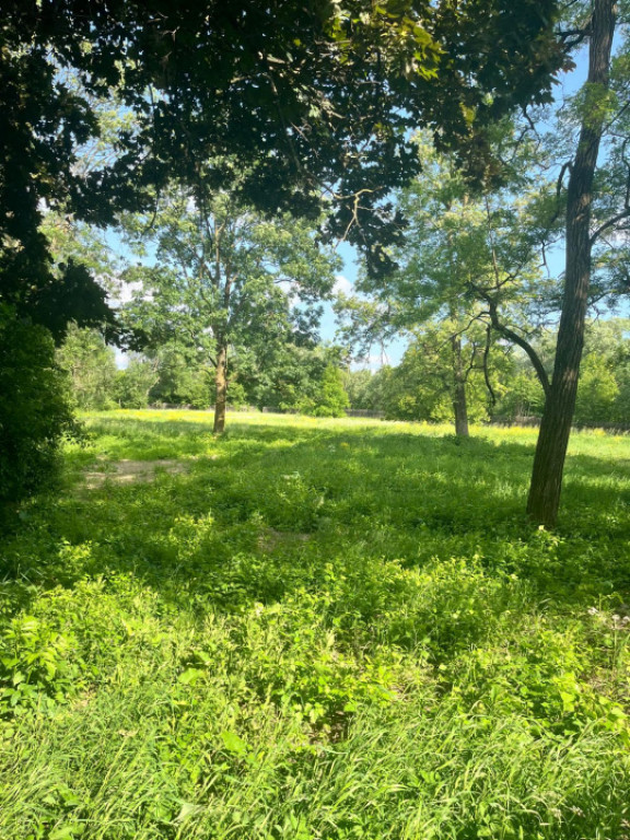 Teren extravilan, 10000 mp, Vicovu de Sus