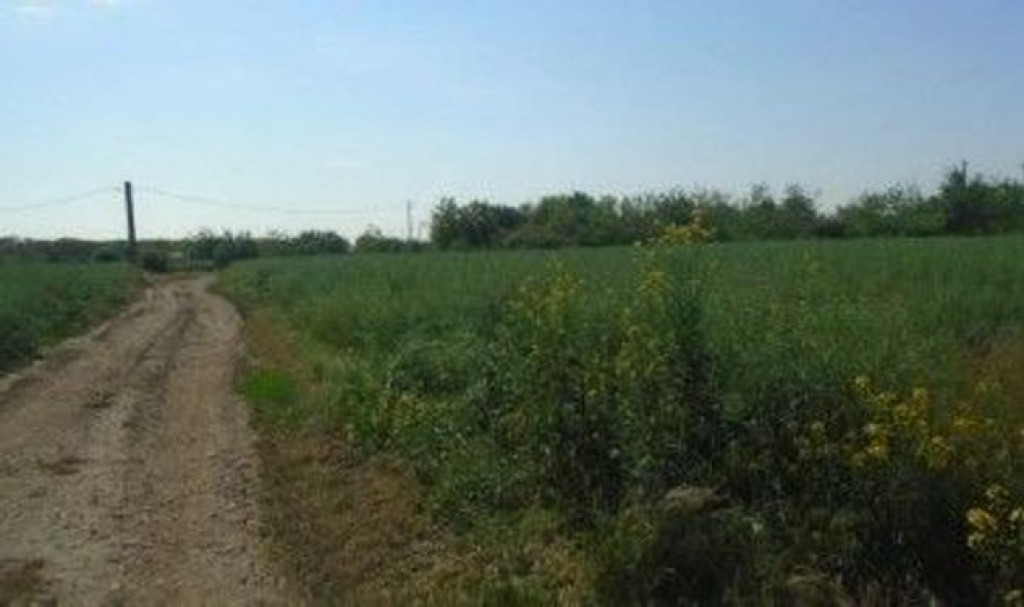 Teren Ianca, ID: R2585771