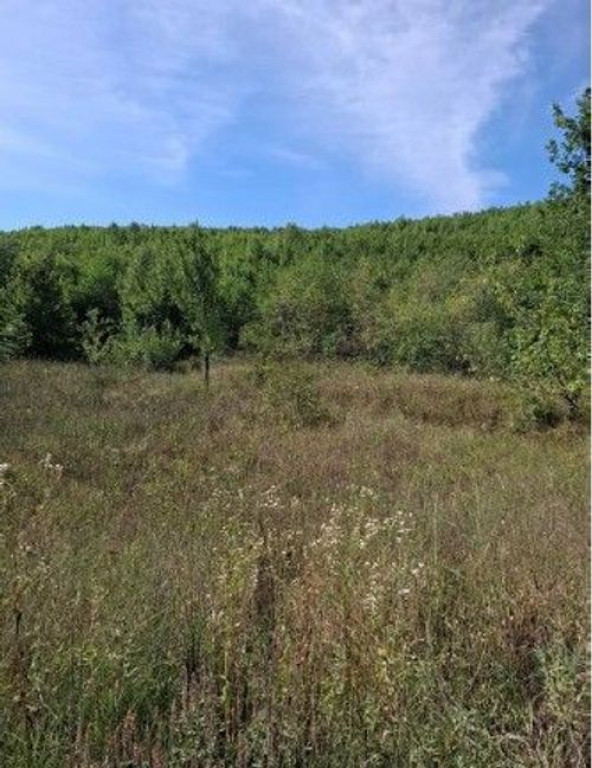 Teren extravilan Sotanga, ID: R2590381