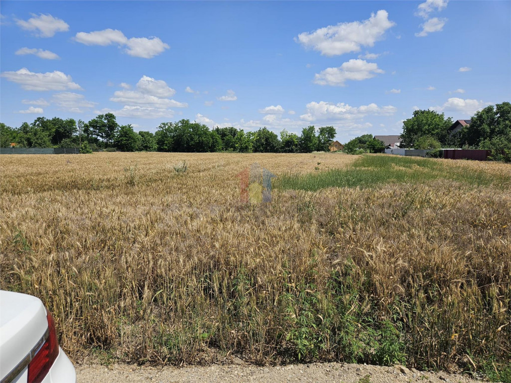 Teren Cazasu 2500 mp posibilitati utilitati 30 euro/mp