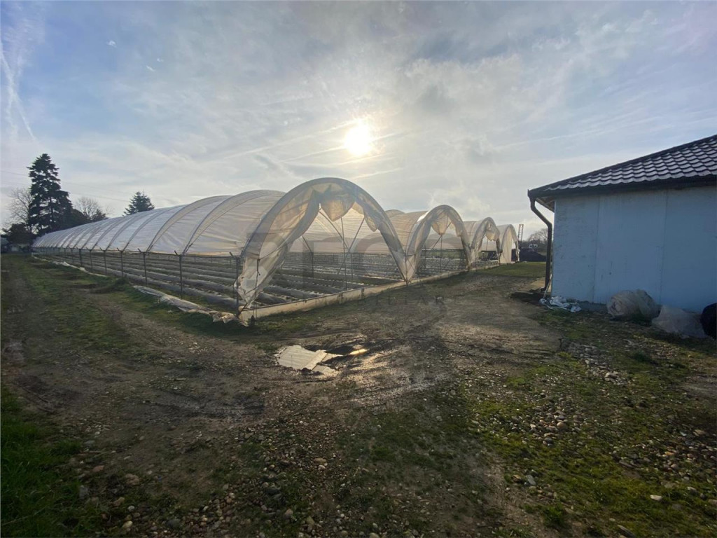 RECO Teren cu afacere la Cauaceu