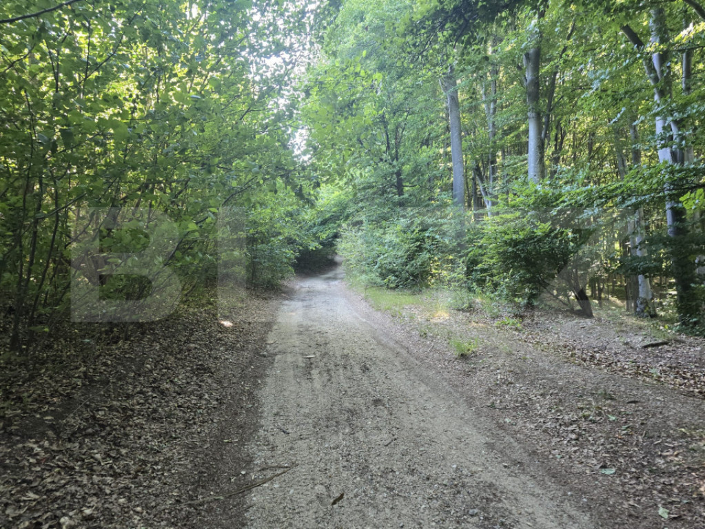 Teren la liziera padurii Faget