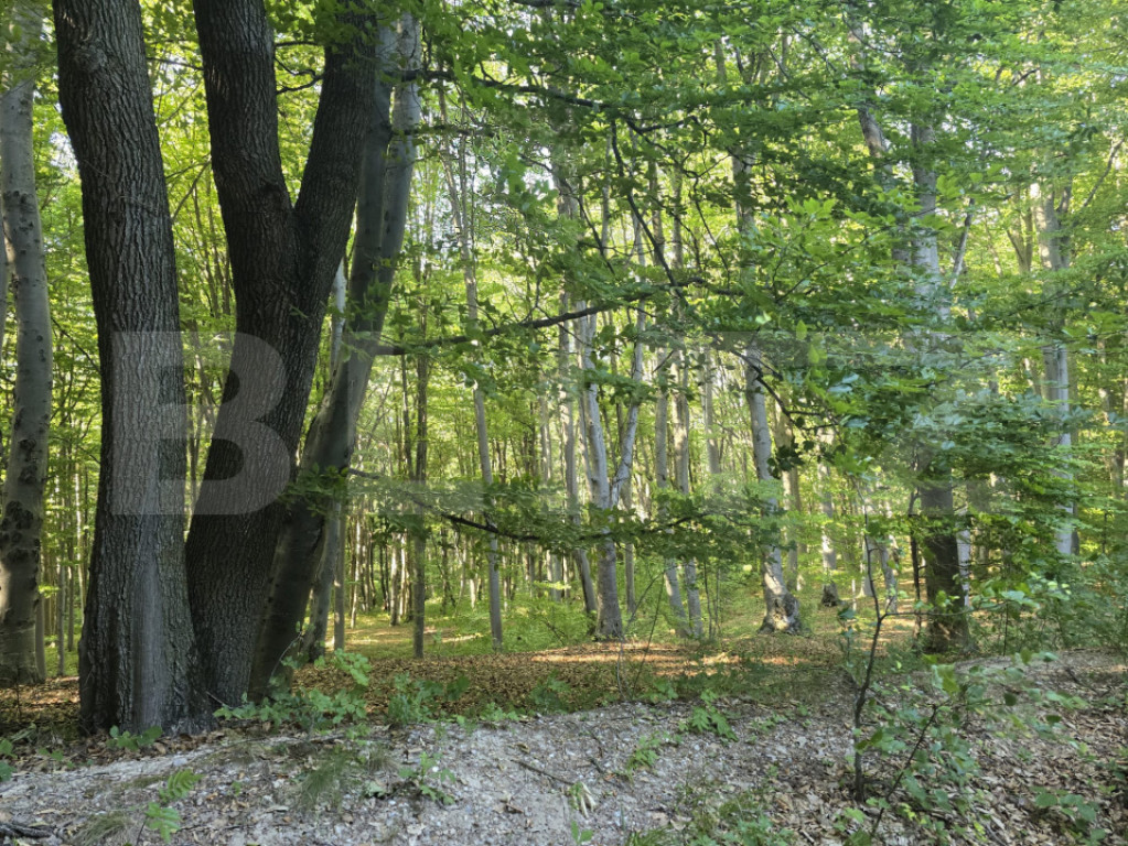 Teren de 524 mp la liziera padurii Faget