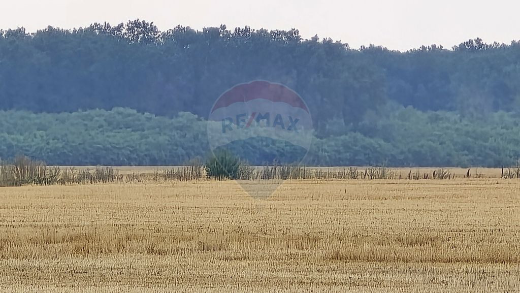 Teren intravilan Buftea, langa Padurea Mocanului