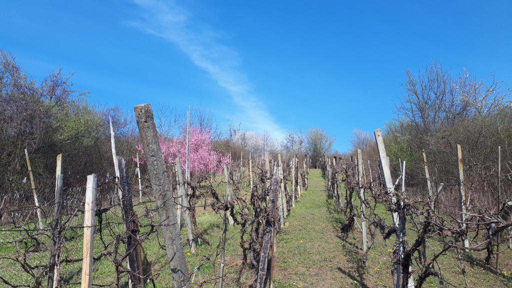 P.F Teren cu viță de vie – Cristian, județul Sibiu 700mp