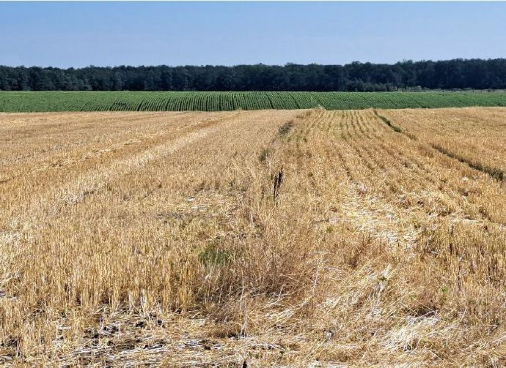 Cota de 3/4 din teren 4000 mp, loc. Bucovăț. Jud Dolj