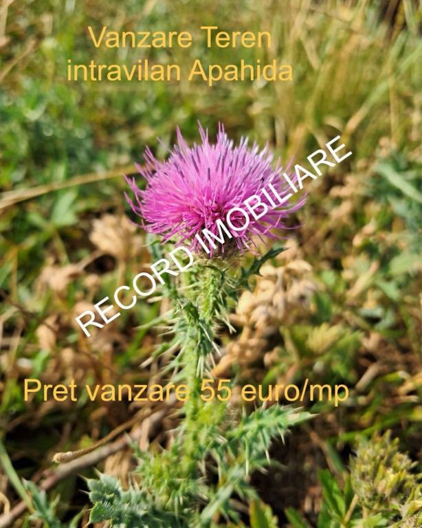 Teren intravilan 1095 mp, zona Molitura Apahida