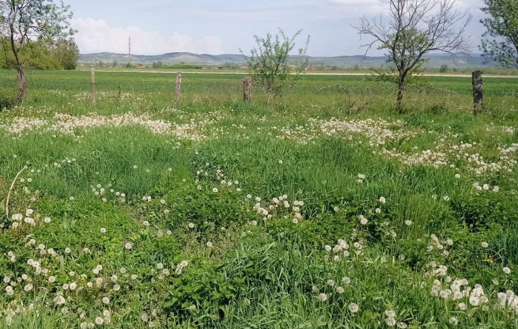 Teren intravilan Tilecuș 807mp