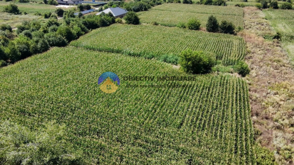 Teren intravilan 3866 mp Dumbrava Rosie