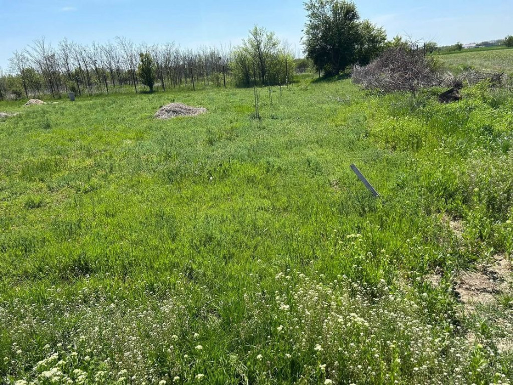 Teren 1000 mp Măgurele-Pruni