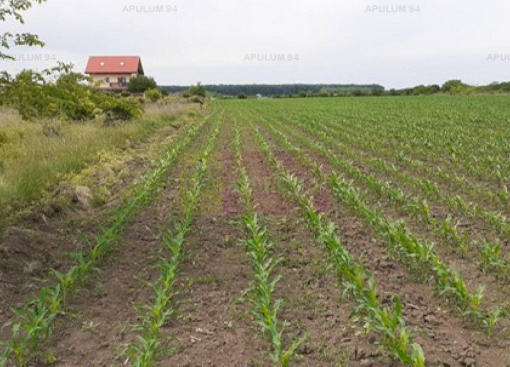 Teren Otopeni Corbeanca- Ana Aslan.