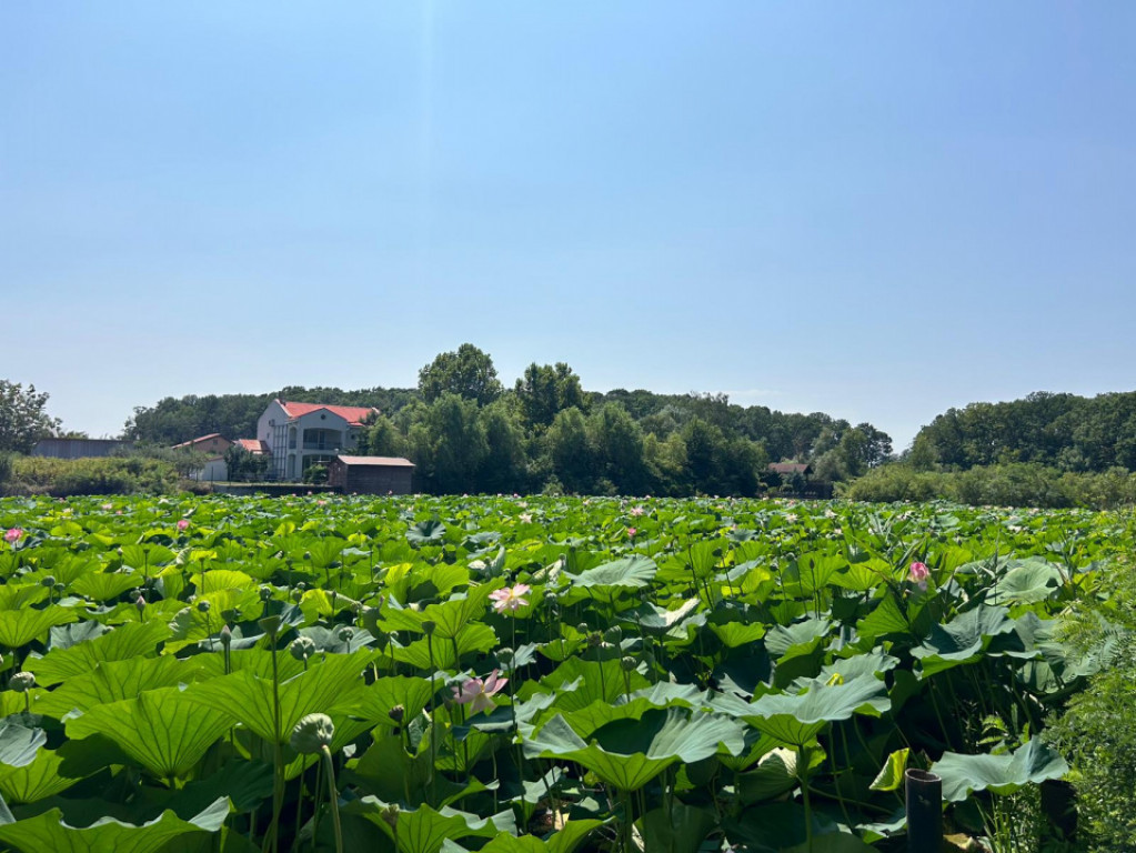 Teren de Vis pe malul lacului Snagov / 4000 mp in inima Natu